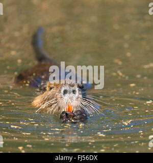 coypu, nutria (Myocastor coypus), swimming, front view, France, Camargue Stock Photo