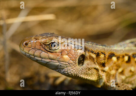 sand lizard (Lacerta agilis, Lacerta agilis chersonensis), female, Romania, Moldau Stock Photo