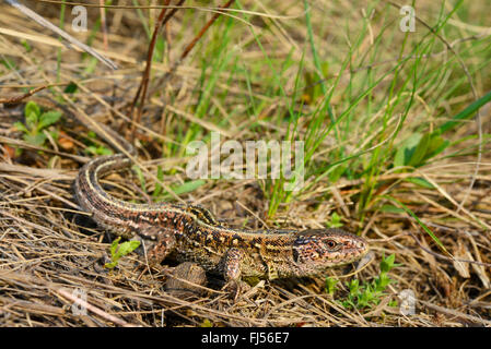 sand lizard (Lacerta agilis, Lacerta agilis chersonensis), juvenile, Romania, Moldau Stock Photo