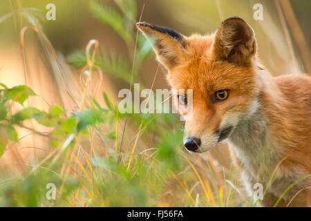 red fox (Vulpes vulpes), on high grass, portrait, Germany, Brandenburg Stock Photo