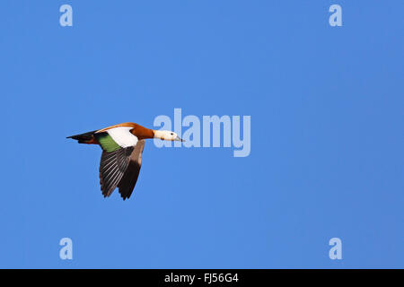 ruddy shelduck (Tadorna ferruginea, Casarca ferruginea), flying male, side view, Canary Islands, Fuerteventura Stock Photo