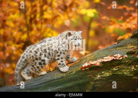 snow leopard (Uncia uncia, Panthera uncia), youngster climbing on a dead tree trunk in autumn, side view Stock Photo