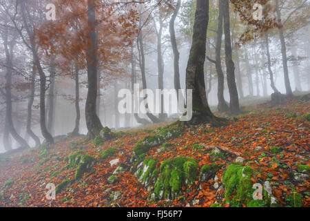 common beech (Fagus sylvatica), beech forest in autumn with mist, Switzerland, Neuenburg, Creux du Van Stock Photo