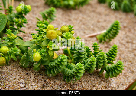 sea sandwort, sea chickweed (Honckenya peploides), on a dune, fruiting, Denmark, Juetland, Thy National Park Stock Photo