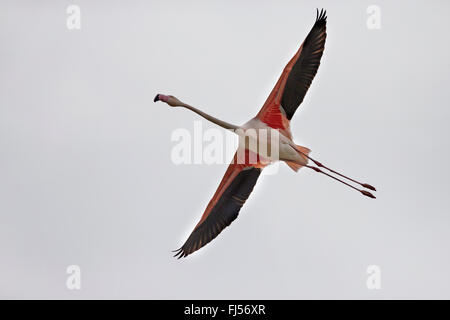 greater flamingo (Phoenicopterus roseus, Phoenicopterus ruber roseus), in flight, from below