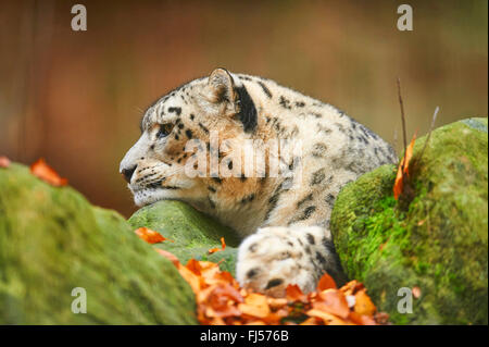 snow leopard (Uncia uncia, Panthera uncia), snow leopardess resting on a mossy boulder, portrait Stock Photo