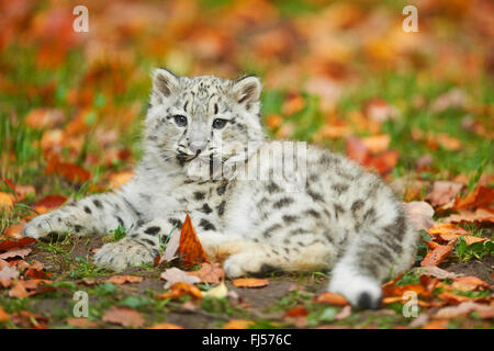 snow leopard (Uncia uncia, Panthera uncia), cub lying in a meadow in autumn Stock Photo
