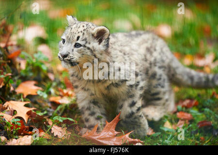 snow leopard (Uncia uncia, Panthera uncia), cub walking in a meadow in autumn Stock Photo