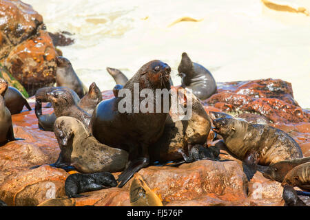 South African fur seal, Cape fur seal (Arctocephalus pusillus pusillus, Arctocephalus pusillus), barking fur seals on stones at discolored water through feces, Namibia, Cape Cross seal reserve, Cape Cross seal reserve Stock Photo