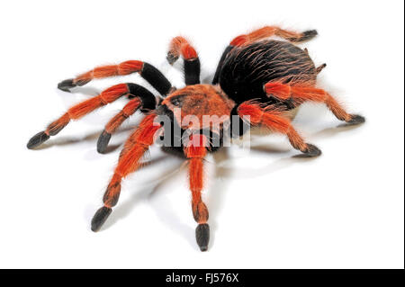 Mexican rustleg tarantula, Mexican fireleg (Brachypelma boehmei), cut-out Stock Photo