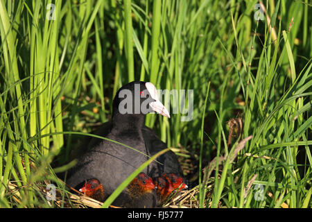 black coot (Fulica atra), female with fledglings in the nest, Netherlands, Eempolder Stock Photo