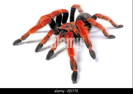 Mexican rustleg tarantula, Mexican fireleg (Brachypelma boehmei), cut-out, Mexico, Guerrero Stock Photo