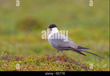 long-tailed skua (Stercorarius longicaudus), calling gull standing in a fjell, side view, Norway, Varanger Peninsula Stock Photo