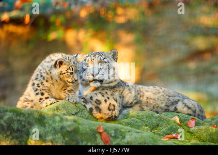 snow leopard (Uncia uncia, Panthera uncia), leopardesses lying with one youngster on a mossy rock