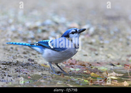 Flying blue jay hi-res stock photography and images - Alamy