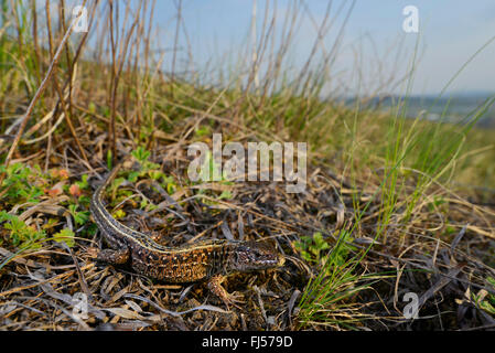 sand lizard (Lacerta agilis, Lacerta agilis chersonensis), male sand lizard in its habitat, Romania, Moldau Stock Photo