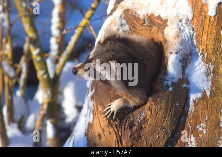 common raccoon (Procyon lotor), looking out a tree hole in winter, Germany, North Rhine-Westphalia
