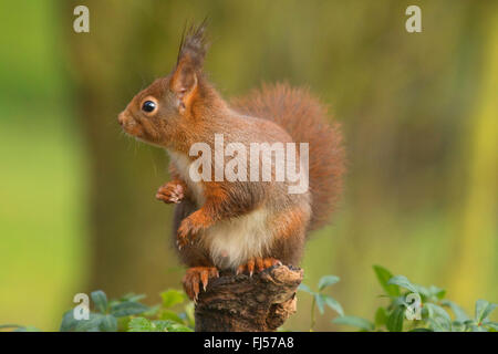 European red squirrel, Eurasian red squirrel (Sciurus vulgaris), sitting on a tree stump, Germany, North Rhine-Westphalia Stock Photo