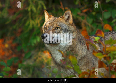 European gray wolf (Canis lupus lupus), in forest, Germany, Bavaria, Bavarian Forest National Park Stock Photo