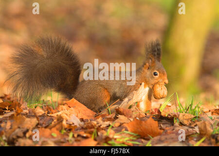 European red squirrel, Eurasian red squirrel (Sciurus vulgaris), with walnut in the mouth in late autumn, side view, Germany Stock Photo