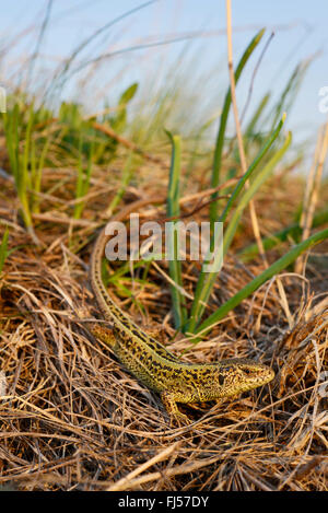 sand lizard (Lacerta agilis, Lacerta agilis chersonensis), male sand lizard in its habitat, Romania, Moldau Stock Photo