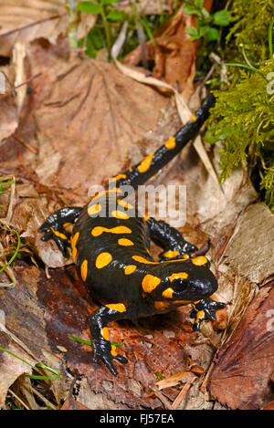 European fire salamander (Salamandra salamandra), on foliage, Romania, Karpaten Stock Photo