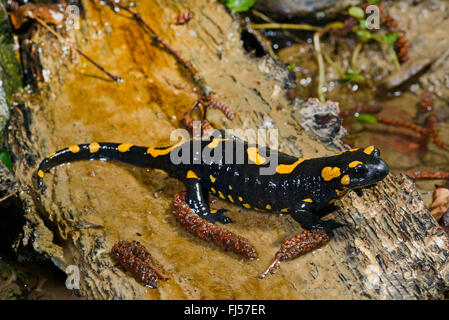 European fire salamander (Salamandra salamandra), in shallow water, Romania, Karpaten Stock Photo