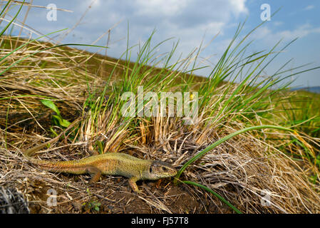 sand lizard (Lacerta agilis, Lacerta agilis chersonensis), male sand lizard without patterns, unusual concolour morph, Romania, Ia&#537;i Stock Photo