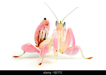 Walking flower mantis, Orchid mantis, Pink orchid mantis (Hymenopus coronatus), mantis mimics an orchid flower