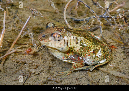 common spadefoot, garlic toad (Pelobates fuscus), sitting in shallow water, Romania, Moldau, Iași Stock Photo