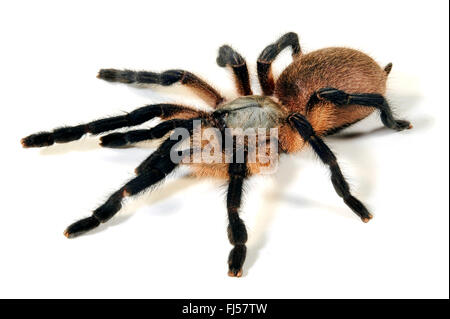 Socotra Island Blue Baboon, Secotra Island Blue Baboon Tarantula (Monocentropus balfouri), cut-out Stock Photo