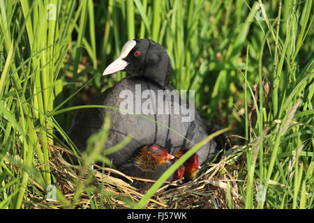 black coot (Fulica atra), female with fledglings in the nest, Netherlands, Eempolder Stock Photo