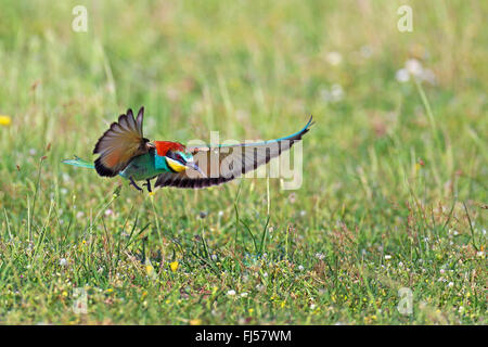 European bee eater (Merops apiaster), flying, landing on grass, Greece, Evrosdelta