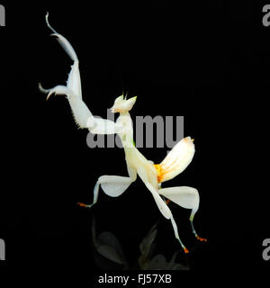 Walking flower mantis, Orchid mantis, Pink orchid mantis (Hymenopus coronatus), white mantis in front of black background Stock Photo