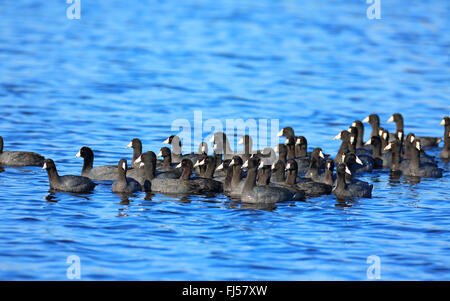 American coot (Fulica americana), swimming troop, USA, Florida, Merritt Island Stock Photo