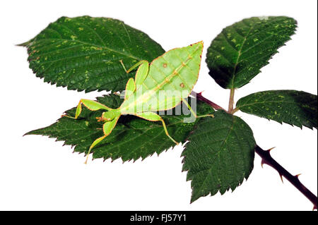 Linnaeus' Leaf Insect, leaf insect, walking leaf (Phyllium siccifolium), female on a black berry leaf, cut-out Stock Photo