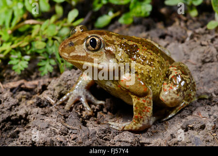 common spadefoot, garlic toad (Pelobates fuscus), male sitting on ground, with gender specific glands at upper arm, Romania, Iași Stock Photo