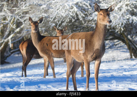 red deer (Cervus elaphus), hinds in winter, Germany, North Rhine-Westphalia Stock Photo