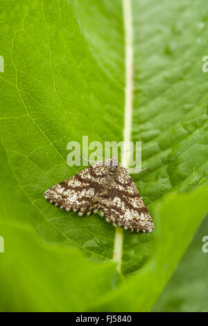 Geometer Moth Geometridae adult on mesquite tree bark camouflaged ...