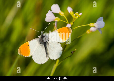 Orange-tip (Anthocharis cardamines), male on cuckoo flower, Germany, Rhineland-Palatinate Stock Photo