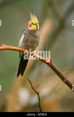 cockatiel (Nymphicus hollandicus), sits on a branch Stock Photo