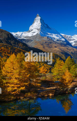 Matterhorn and larches mirroring on Lake Grindji, Switzerland, Valais Stock Photo