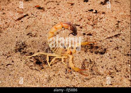 Fattailed scorpion, Fat-tailed scorpion, African fat-tailed scorpion (Androctonus australis), walks in desert in defense posture Stock Photo