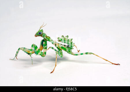 devil's flower mantis, Egyptian flower mantis, thistle mantis, Arab mantis (Blepharopsis mendica), cut-out Stock Photo