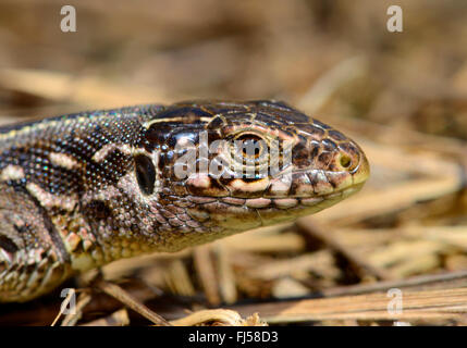 sand lizard (Lacerta agilis, Lacerta agilis chersonensis  ), female, Romania, Dobrudscha, Biosphaerenreservat Donaudelta Stock Photo