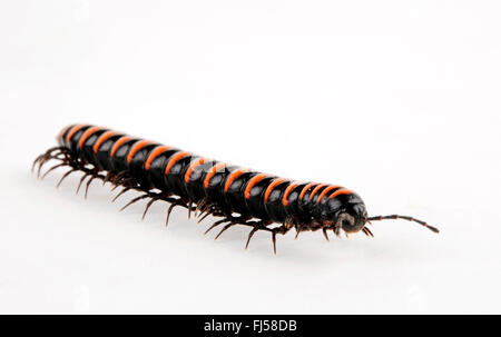 flat millepede, flat-backed millepede (Polydesmus spec.), cut-out Stock Photo