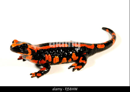 European fire salamander (Salamandra salamandra, Salamandra salamandra terrestris  ), red fire salamander, cut out, Germany Stock Photo