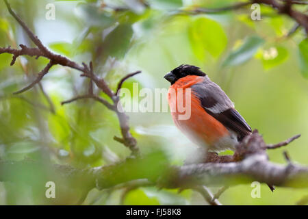 bullfinch, Eurasian bullfinch, northern bullfinch (Pyrrhula pyrrhula), male sitting on a birch tree, side view, Finland, Pallas-Yllaestunturi-Nationalpark Stock Photo