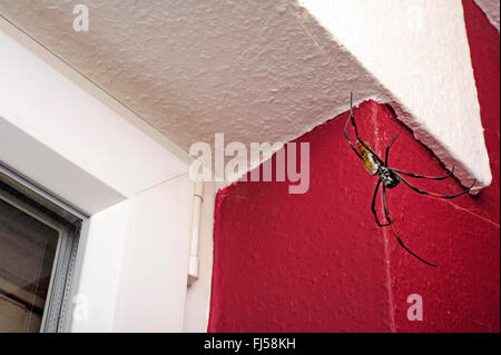 Golden orb-web spider, silk spider (Nephila inaurata), large silk spider hangs in a kitchen at a window Stock Photo
