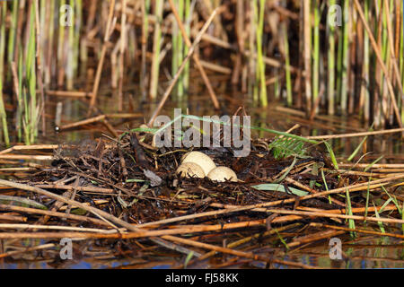 great crested grebe (Podiceps cristatus), swimming nest with eggs, Netherlands, Frisia Stock Photo
